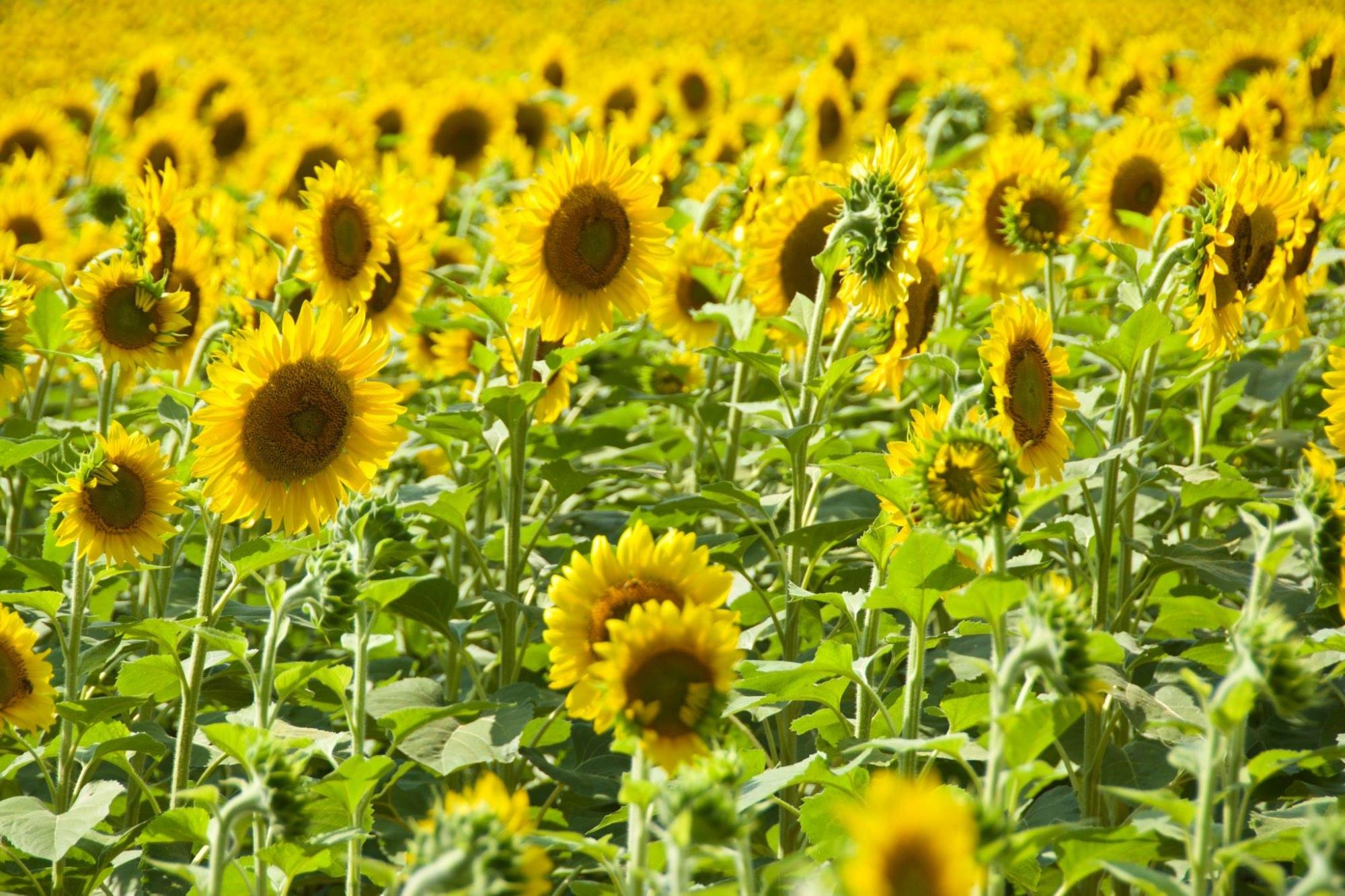 sunflowers