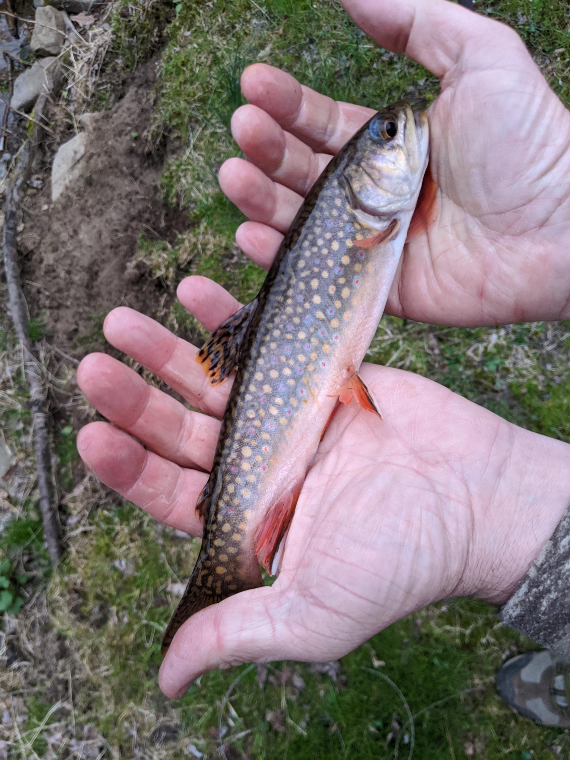 Native Brook Trout 2