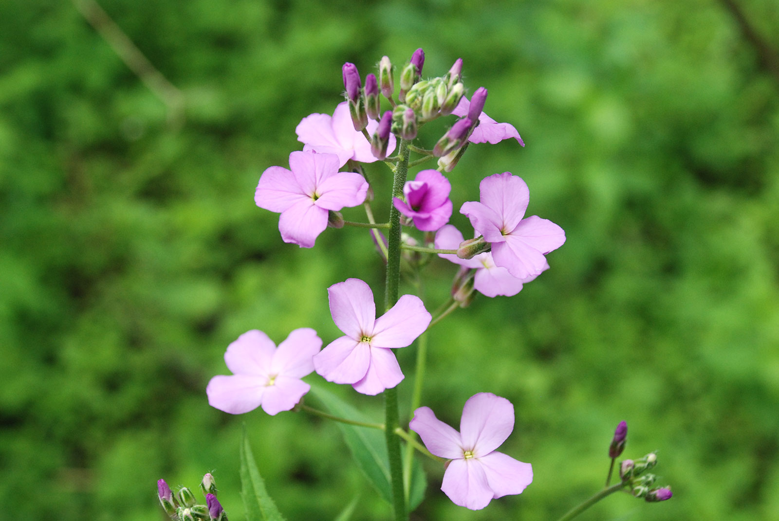 Dames-Rocket-Closeup