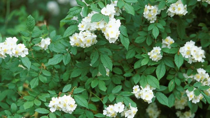 multiflora rose 