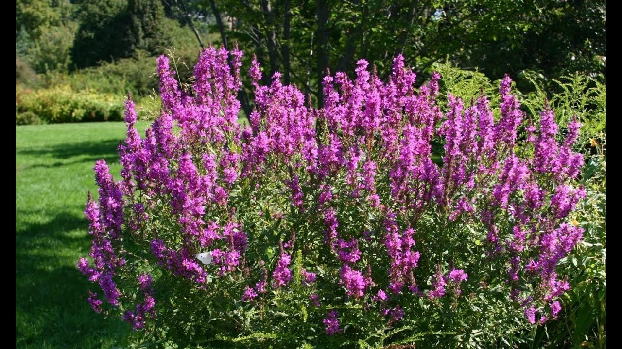 Purple Loostrife