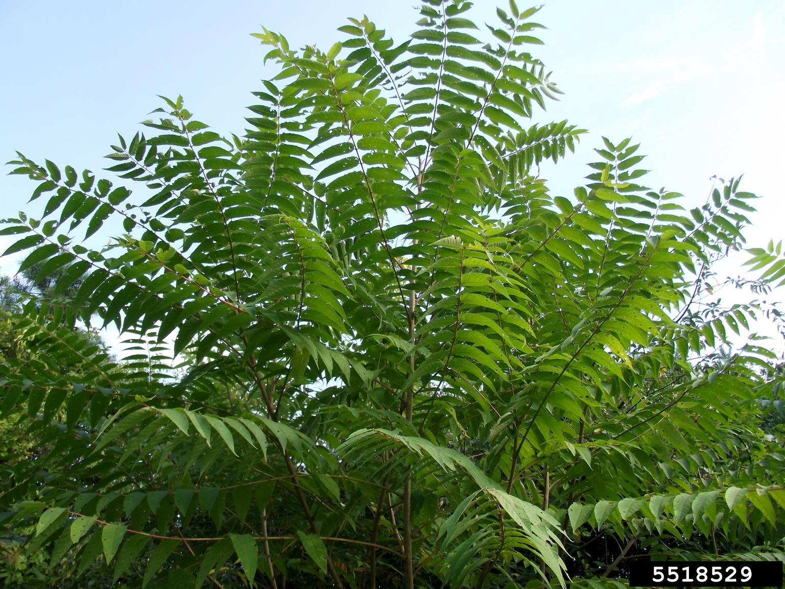 tree-of-heaven