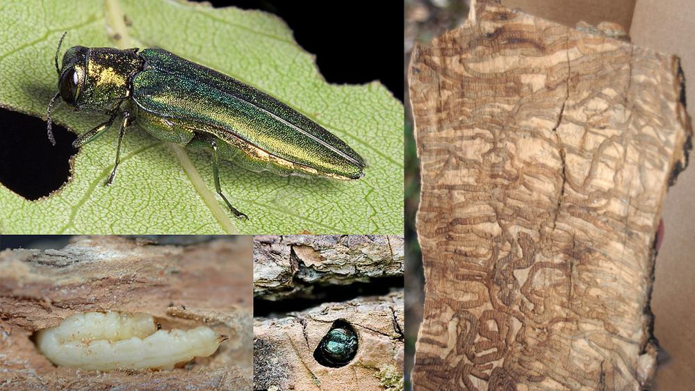 emerald ash borer