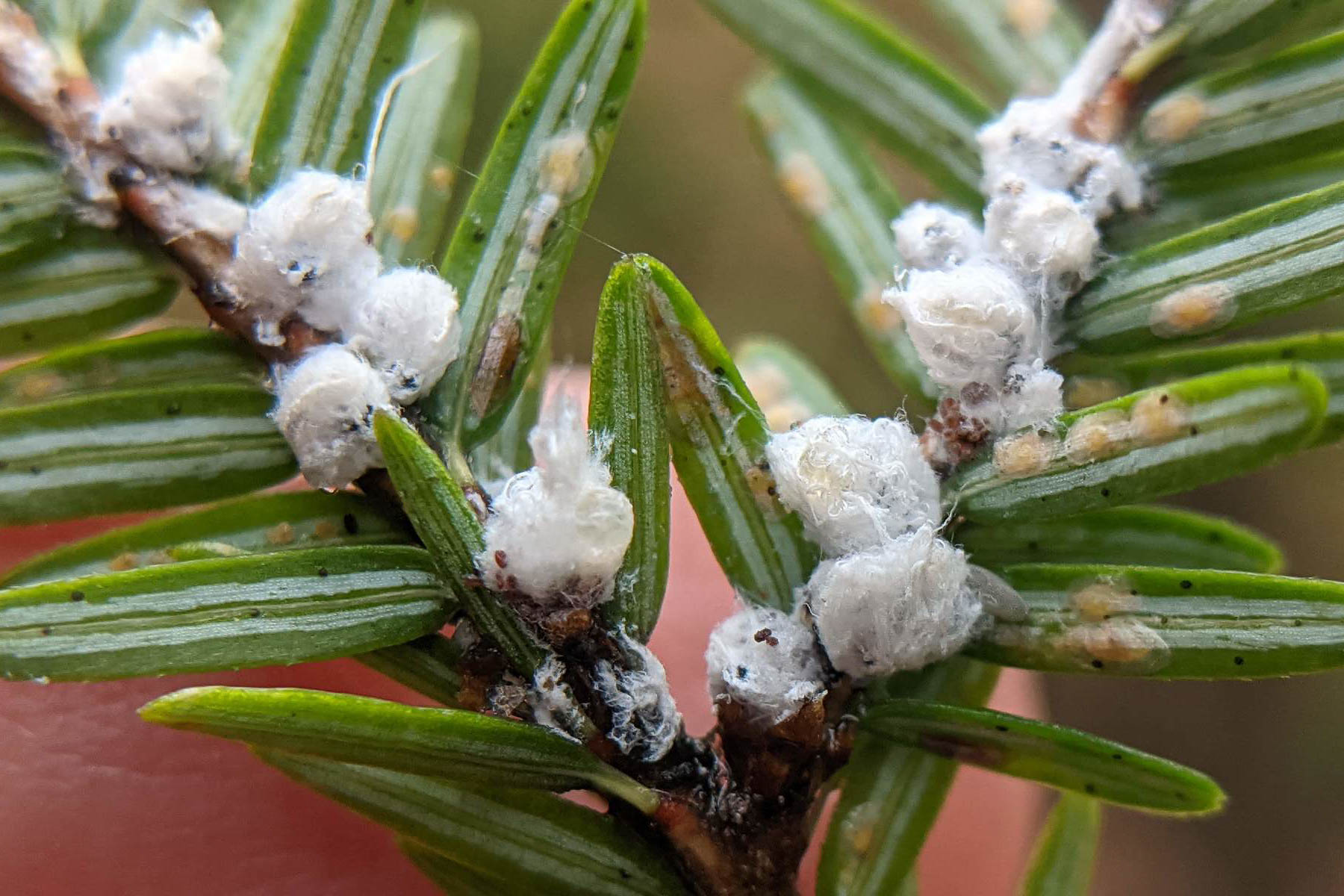 Woolly Adelgid