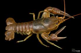 Rusty Crayfish