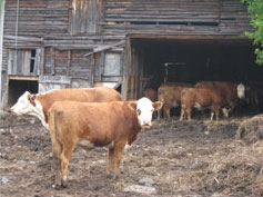 Cows and barn