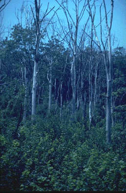 Clusters of trees killed following gypsy moth defoliation in central Pennsylvania