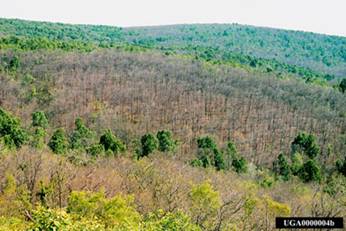 Clusters of trees killed following gypsy moth defoliation in central Pennsylvania