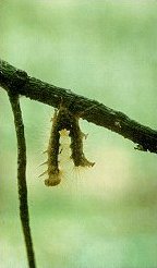 Larvae infected by the nucleopolyhedrosis virus (NPV)