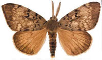 Male Gypsy Moth