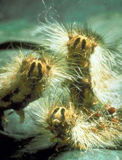 Three gypsy moths