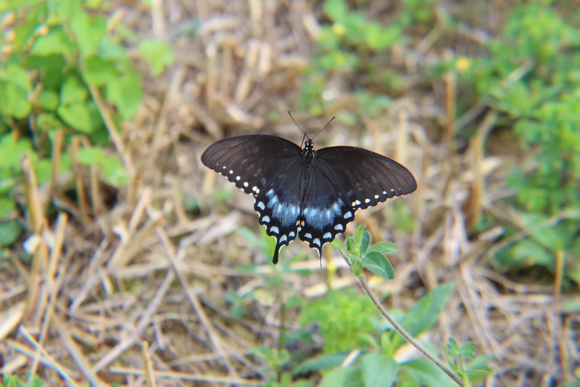 Black Swallowtail