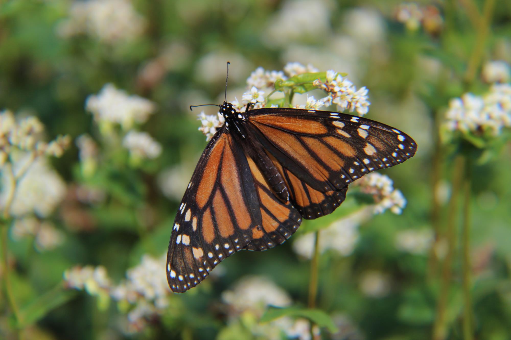 Monarch buckwheat