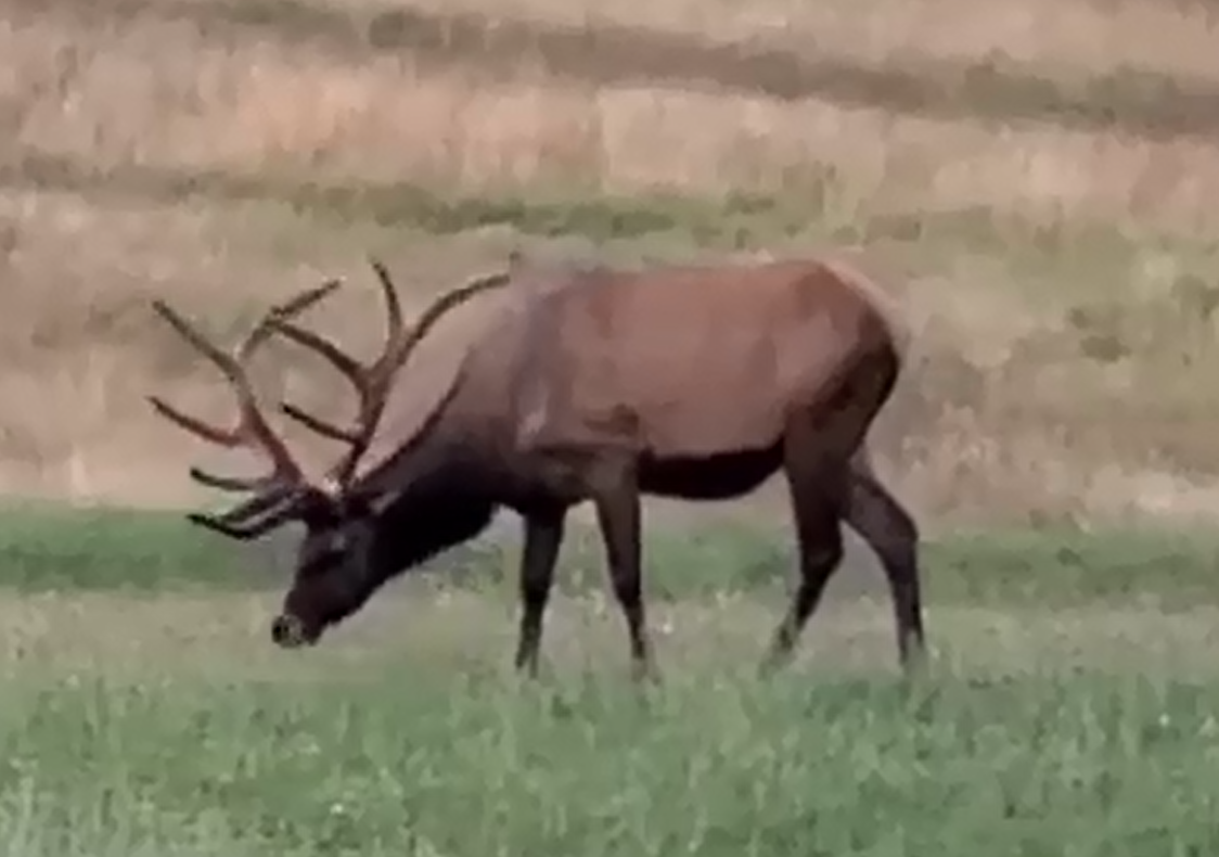 Elk