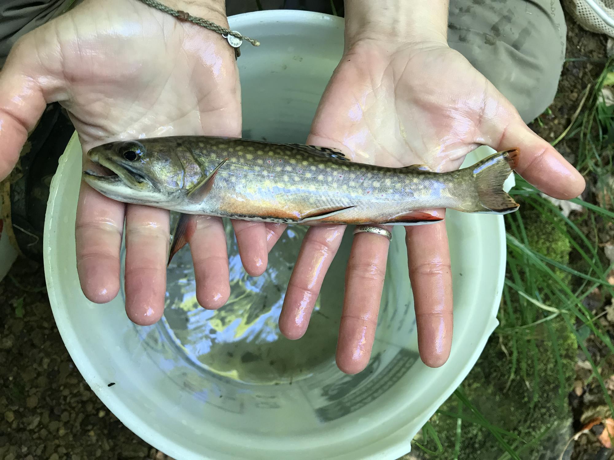 Large Brook