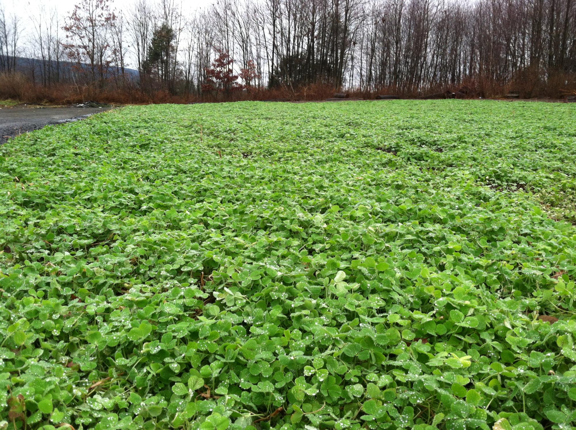 16 Cover Crops