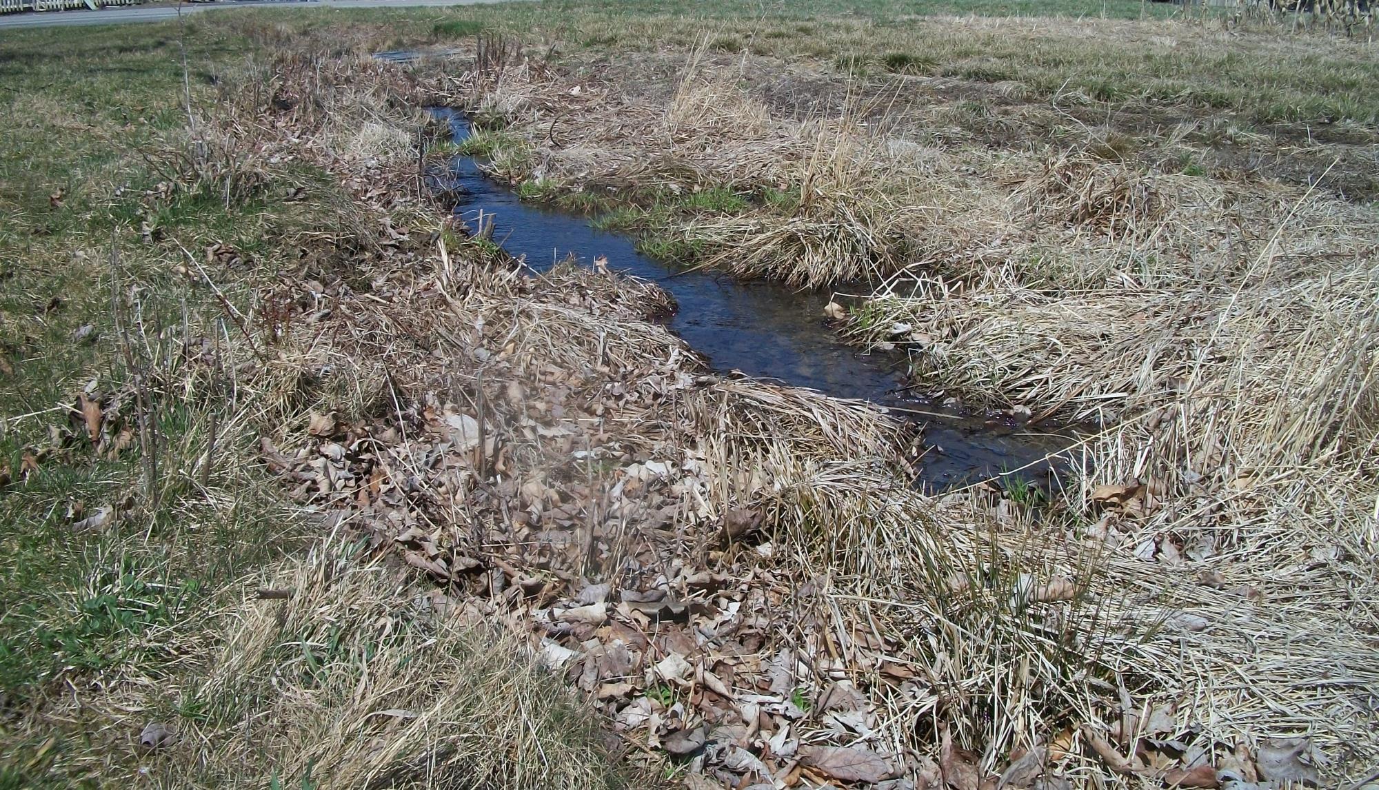 WETLAND CROPPED